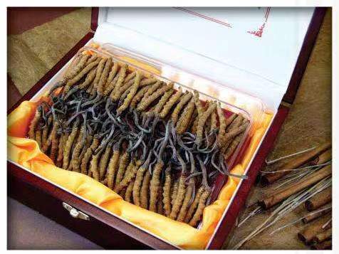 南丰镇冬虫夏草回收